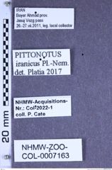 Etiketten zu Pittonotus iranicus (Platia & Nemeth, 2011) (NHMW-ZOO-COL-0007163)